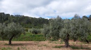 Finca olivarera en Mazaleón, con almendros en plena producción. a buen precio con hermosas vistas