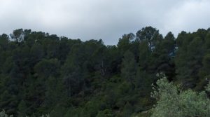 Finca olivarera en Mazaleón, con almendros en plena producción. en venta con hermosas vistas por 52.000€