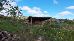 Finca olivarera en Mazaleón, con almendros en plena producción. para vender con buen acceso