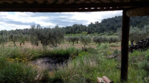 Se vende Finca olivarera en Mazaleón, con almendros en plena producción. con mucha privacidad por 52.000€