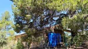 Finca en Arens de Lledó, con olivos y almendros. en oferta con piscina