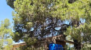 Vendemos Finca en Arens de Lledó, con olivos y almendros. con piscina por 160.000€