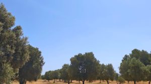 Vendemos Finca en Arens de Lledó, con olivos y almendros. con piscina por 160.000€