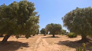 Finca en Arens de Lledó, con olivos y almendros. a buen precio con piscina por 160.000€