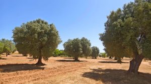 Foto de Finca en Arens de Lledó, con olivos y almendros. en venta con piscina