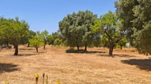 Finca en Arens de Lledó, con olivos y almendros. a buen precio con piscina