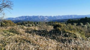 Se vende Finca en Arens de Lledó, con olivos y almendros. con piscina