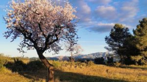 Finca en Arens de Lledó, con olivos y almendros. para vender con piscina por 160.000€