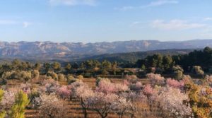 Finca en Arens de Lledó, con olivos y almendros. en venta con piscina por 160.000€