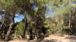 Gran propiedad en Torre del Compte, muy cerca del río Matarraña. para vender