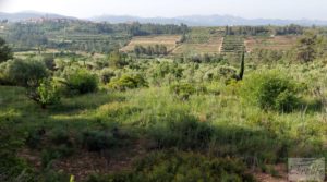 Foto de Finca de 7 hectáreas en Els Guiamets, comarca del Montsant-Priorat. en venta con almacén