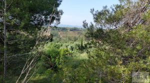 Vendemos Finca de 7 hectáreas en Els Guiamets, comarca del Montsant-Priorat. con almacén