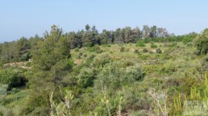 Finca de 7 hectáreas en Els Guiamets, comarca del Montsant-Priorat. a buen precio con olivos y frutales por 96.000€