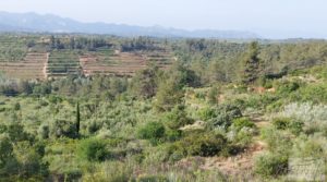 Foto de Finca de 7 hectáreas en Els Guiamets, comarca del Montsant-Priorat. con almacén por 96.000€