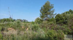 Finca de 7 hectáreas en Els Guiamets, comarca del Montsant-Priorat. en oferta con almacén por 96.000€