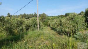 Finca de 7 hectáreas en Els Guiamets, comarca del Montsant-Priorat. para vender con olivos y frutales por 96.000€