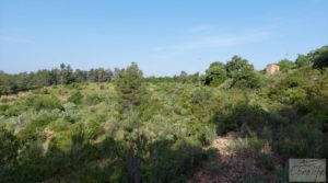Finca de 7 hectáreas en Els Guiamets, comarca del Montsant-Priorat. en venta con olivos y frutales