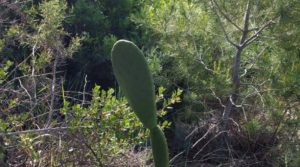 Finca de 7 hectáreas en Els Guiamets, comarca del Montsant-Priorat. a buen precio con almacén por 96.000€