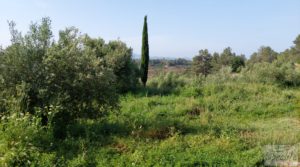 Finca de 7 hectáreas en Els Guiamets, comarca del Montsant-Priorat. para vender con olivos y frutales por 96.000€