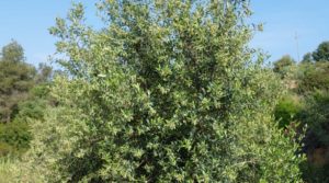Foto de Finca de 7 hectáreas en Els Guiamets, comarca del Montsant-Priorat. en venta con almacén