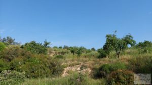 Finca de 7 hectáreas en Els Guiamets, comarca del Montsant-Priorat. para vender con almacén