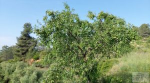 Foto de Finca de 7 hectáreas en Els Guiamets, comarca del Montsant-Priorat. en venta con olivos y frutales por 96.000€