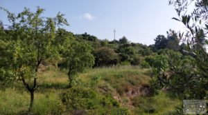 Finca de 7 hectáreas en Els Guiamets, comarca del Montsant-Priorat. para vender con olivos y frutales por 96.000€