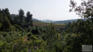 Foto de Finca de 7 hectáreas en Els Guiamets, comarca del Montsant-Priorat. con olivos y frutales
