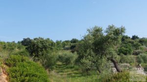 Vendemos Finca de 7 hectáreas en Els Guiamets, comarca del Montsant-Priorat. con almacén