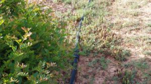 Detalle de Finca de 7 hectáreas en Els Guiamets, comarca del Montsant-Priorat. con olivos y frutales por 96.000€