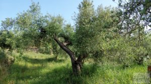 Detalle de Finca de 7 hectáreas en Els Guiamets, comarca del Montsant-Priorat. con almacén