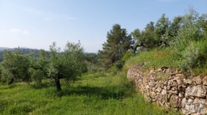 Finca de 7 hectáreas en Els Guiamets, comarca del Montsant-Priorat. a buen precio con olivos y frutales por 96.000€