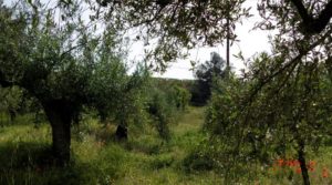 Finca de 7 hectáreas en Els Guiamets, comarca del Montsant-Priorat. a buen precio con olivos y frutales