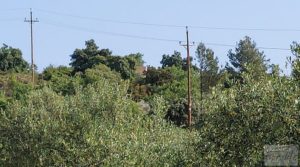 Foto de Finca de 7 hectáreas en Els Guiamets, comarca del Montsant-Priorat. en venta con olivos y frutales