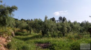 Finca de 7 hectáreas en Els Guiamets, comarca del Montsant-Priorat. en venta con olivos y frutales