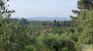 Detalle de Finca de 7 hectáreas en Els Guiamets, comarca del Montsant-Priorat. con almacén por 96.000€