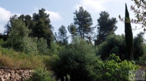 Foto de Finca de 7 hectáreas en Els Guiamets, comarca del Montsant-Priorat. en venta con olivos y frutales