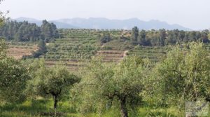 Finca de 7 hectáreas en Els Guiamets, comarca del Montsant-Priorat. en oferta con almacén