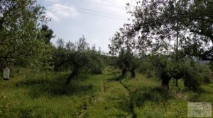 Se vende Finca de 7 hectáreas en Els Guiamets, comarca del Montsant-Priorat. con almacén