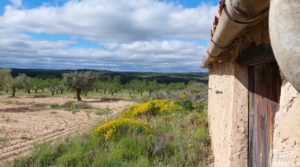 Foto de Finca de almendros y olivos en Mazaleón, con casa de campo de piedra. con tranquilidad por 19.000€