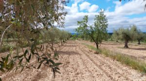 Finca de almendros y olivos en Mazaleón, con casa de campo de piedra. en oferta con tranquilidad