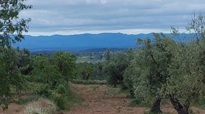 Finca de almendros y olivos en Mazaleón, con casa de campo de piedra. en venta con buenos accesos