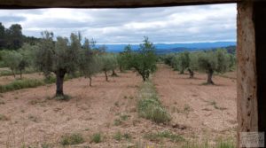 Finca de almendros y olivos en Mazaleón, con casa de campo de piedra. en oferta con buenos accesos por 19.000€