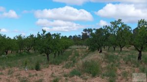 Finca de almendros y olivos en Mazaleón, con casa de campo de piedra. a buen precio con buenos accesos por 19.000€