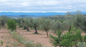 Se vende Finca de almendros y olivos en Mazaleón, con casa de campo de piedra. con tranquilidad