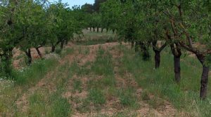 Foto de Finca de almendros y olivos en Mazaleón, con casa de campo de piedra. con tranquilidad