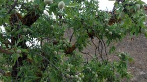 Detalle de Finca de almendros y olivos en Mazaleón, con casa de campo de piedra. con tranquilidad