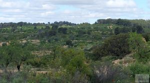 Finca de almendros y olivos en Mazaleón, con casa de campo de piedra. en oferta con tranquilidad