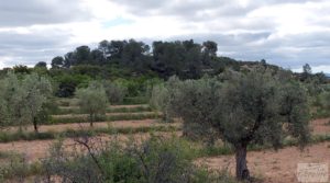 Foto de Finca de almendros y olivos en Mazaleón, con casa de campo de piedra. en venta con buenos accesos