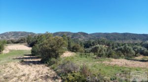 Vendemos Olivar en Mas de las Matas, comarca del Maestrazgo. con bien comunicado